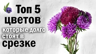 ТОП 5 Цветов Которые Долго Стоят в Вазе Цветы Которые Будут Долго Стоять в Срезке Флористика