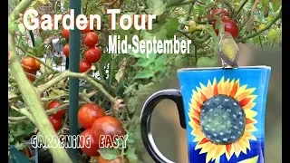 Vegetable Garden Tour Tomatoes Zucchini Kale-How To Compost in Place/ Free Soil-Container Gardening