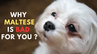 Owning a Maltese : The Good, The Bad, The Ugly
