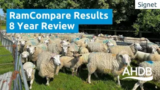 RamCompare Results 8 Year Review | Signet