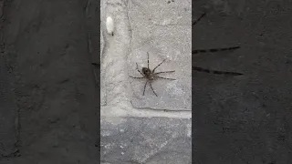 Dark fishing spider vs Chipmunk