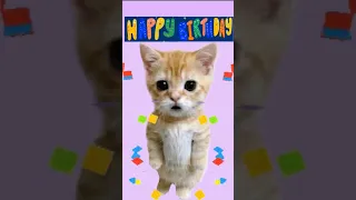 Standing cat singing happy birthday song 🎂#youtubeshorts