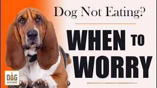 Dog Not Eating? When to Worry │ Dr. Demian Dressler Q&A