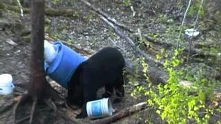 2012 Saskatchewan Black bear hunt