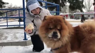 Персей (собака Чау-чау) пьёт капучино