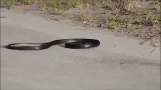 Weird Snake Goes Crazy And Kills Its Self