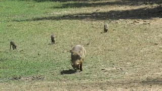Warthog Mom with 3 Little Babies - one Nursing at the end