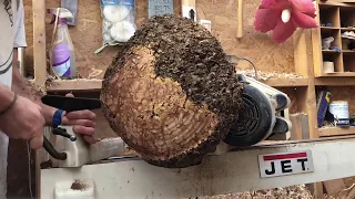 Woodturning a Cornish Oak Burr Platter - Timelapse Footage