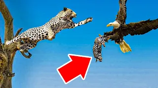 AN ANGRY MOTHER LEOPARD ATTACKS AN EAGLE THAT TRIES TO STEAL HER CUB