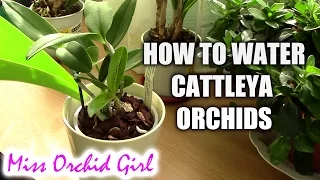 How to water Cattleya orchids - tips for a healthy orchid