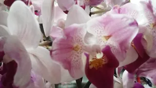 Новые шикарные бабочки.🌸🌺