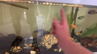 Cichlids need good water flow