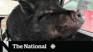 #TheMoment Strangers take in portly pet pig fleeing N.W.T. wildfires