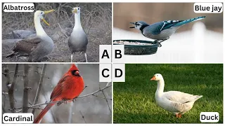 ABC Birds | Learn Alphabet from A to Z for Bird Names with interesting facts | Feathered friends