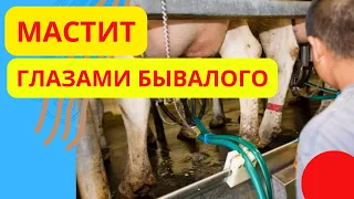 Мастит глазами бывалого. Как избежать мастита?