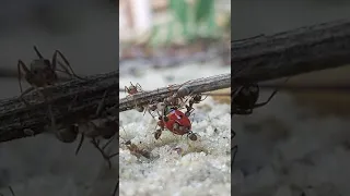 -1 Божья коровка ОПАСНЫЙ мир ОПАСНЫЕ муравьи -1 Ladybug DANGEROUS world DANGEROUS ants