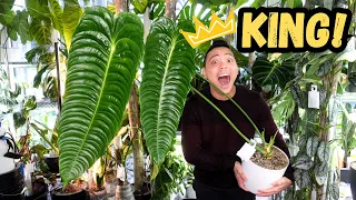 Anthurium Veitchii 🌱 How I grew my KING 💚 my experience, care tips, conditions | Houseplants I Love