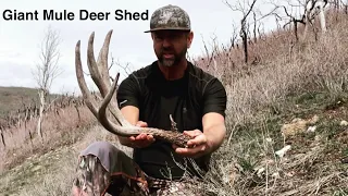 WHAT GLASSING CAN DO - GIANT MULE DEER SHED || 2022 SHED HUNTING HIGHLIGHTS