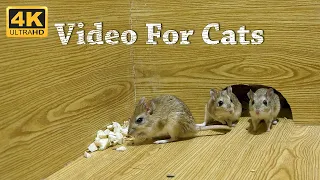 CAT TV - Mice Video For Cats To Watch & Enjoy - Entertainment For Cats To Watch Mice - 4K UHD