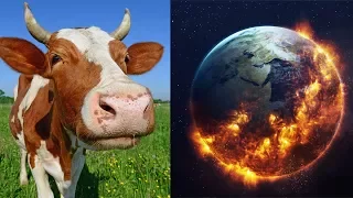 Sorry Paleos! Grass Fed Beef Destroys The Planet: New Study