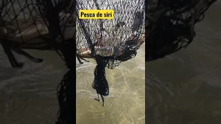 Pesca de siri