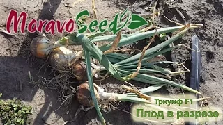 Триумф F1 цибуля (Moravoseed) Плід у розрізі