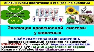 ЭВОЛЮЦИЯ КРОВЕНОСНОЙ СИСТЕМЫ У ЖИВОТНЫХ