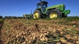 How peanuts are harvested / picked