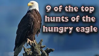 9 of the top hunts of the hungry eagle