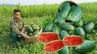 Gardening, growing vegetables, harvesting sweet watermelons,bringing them to the market to sell Ep72