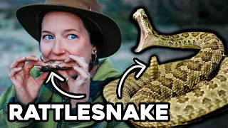 EATING a RATTLESNAKE from the BACKYARD || OFF GRID Tiny Living