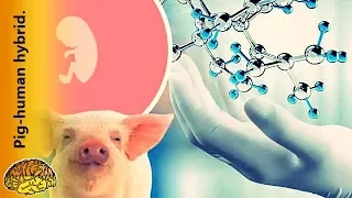 Scientists were able to create a human-pig hybrid