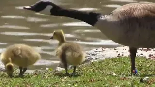 CTV Kitchener-Canada Geese and the Precautions You Should Take