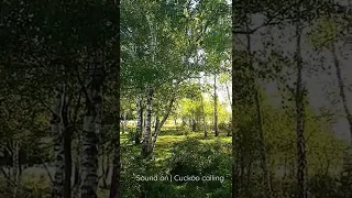 Common Cuckoo calling | Cuculus canorus | Wolfhezerheide