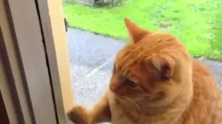Кот звонит в дверной звонок