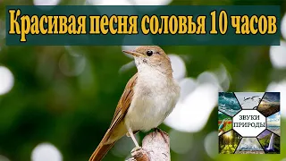 Красивое пение соловья | Пение птиц | Песня соловья| Музыка для сна | Релакс