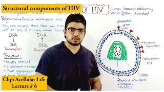 Structure of HIV | Human immunodeficiency virus |