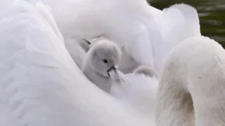 Mute swan cygnets riding on mother's back