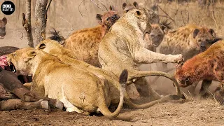 Top 5 Classic Battles of Hyena’s - Hunting Wild Animals | ATP Earth