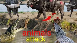 "Ultimate Clash of the Wild: Jaw-Dropping Animal Fights Compilation"#Animals#nature