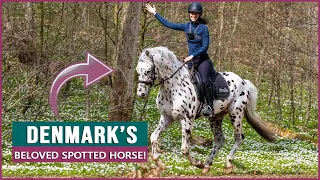 Equestrian Rides the Knabstrupper Horse in Denmark!