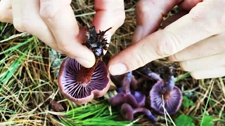 How to Mushroom Forage without Dying: Amethyst Laccaria