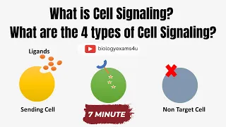 Cell Signaling and 4 Types of Cell Signaling