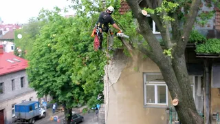 Видалення аварійного дерева біля будинку, секційне зрізання стовбура та гілок, послуги арбористів