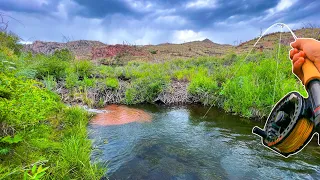 These Beaver Ponds were LOADED with HUGE Trout! (Fly Fishing for Brown Trout)