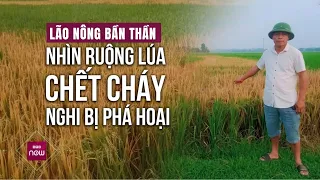 Lão nông “bần thần” nhìn ruộng lúa chết cháy, nghi bị kẻ xấu dùng hoá chất phá hoại | VTC Now