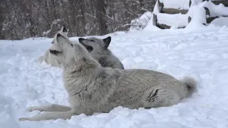 Magical Moment: Three Wolves Howling in the Snow