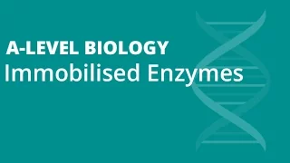 Immobilised Enzymes - A-level Biology [❗VIDEO UPDATED - LINK IN DESCRIPTION👇]