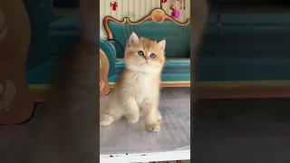 Unforgettable funny moments of the cutest kittens