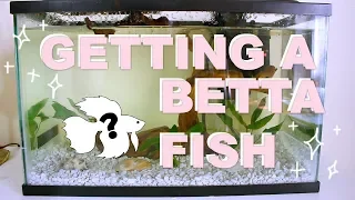 GETTING MY NEW BETTA! Tank Setup + Vlog